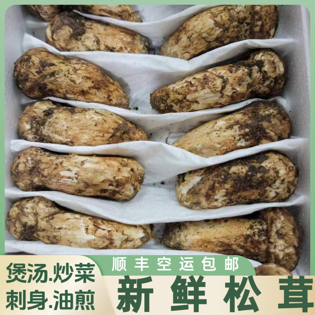 新鲜松茸煲汤食材食用菌送礼佳品松茸菌个别有虫眼