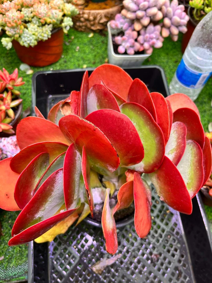 唐印 满9.9元包邮脱土发货