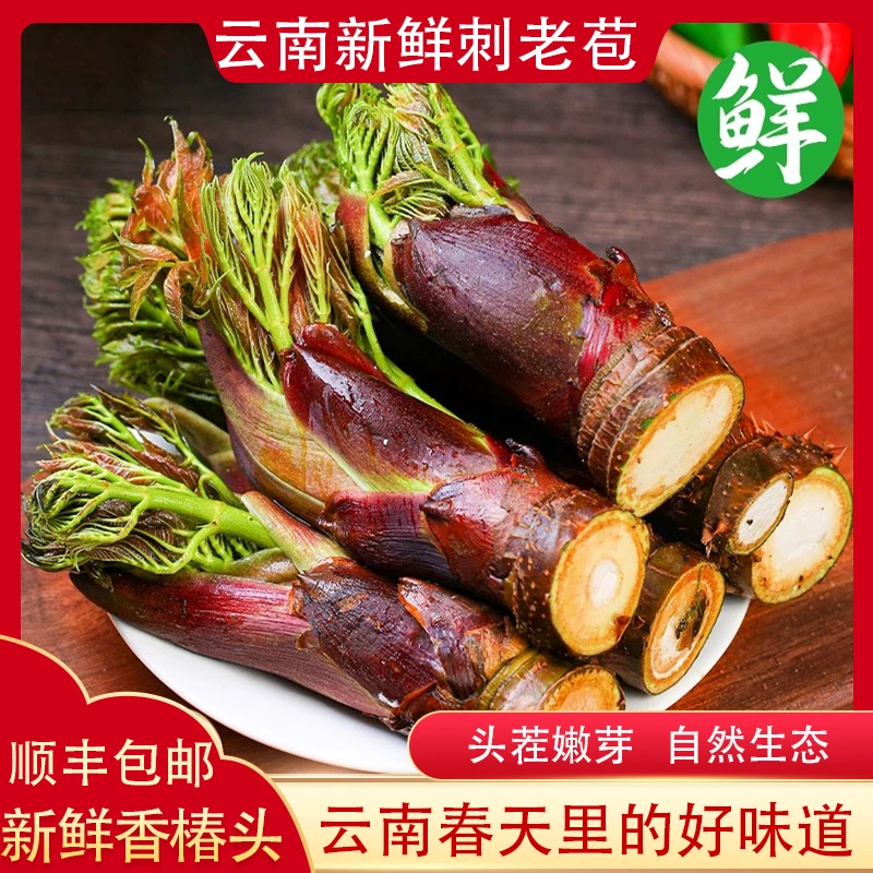 云南新鲜刺老苞树头菜刺苞菜刺嫩芽现摘农家当季时令春菜刺椿头