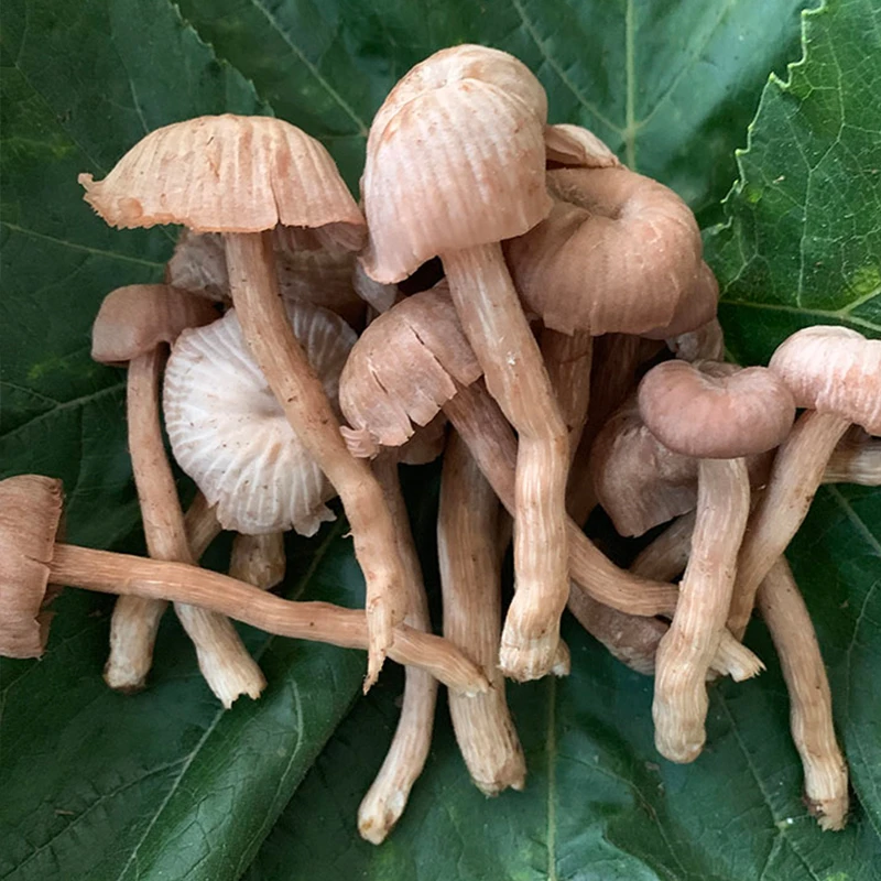 云南优选新鲜野生皮挑菌钉子菌产地直发500-1000g食用山珍