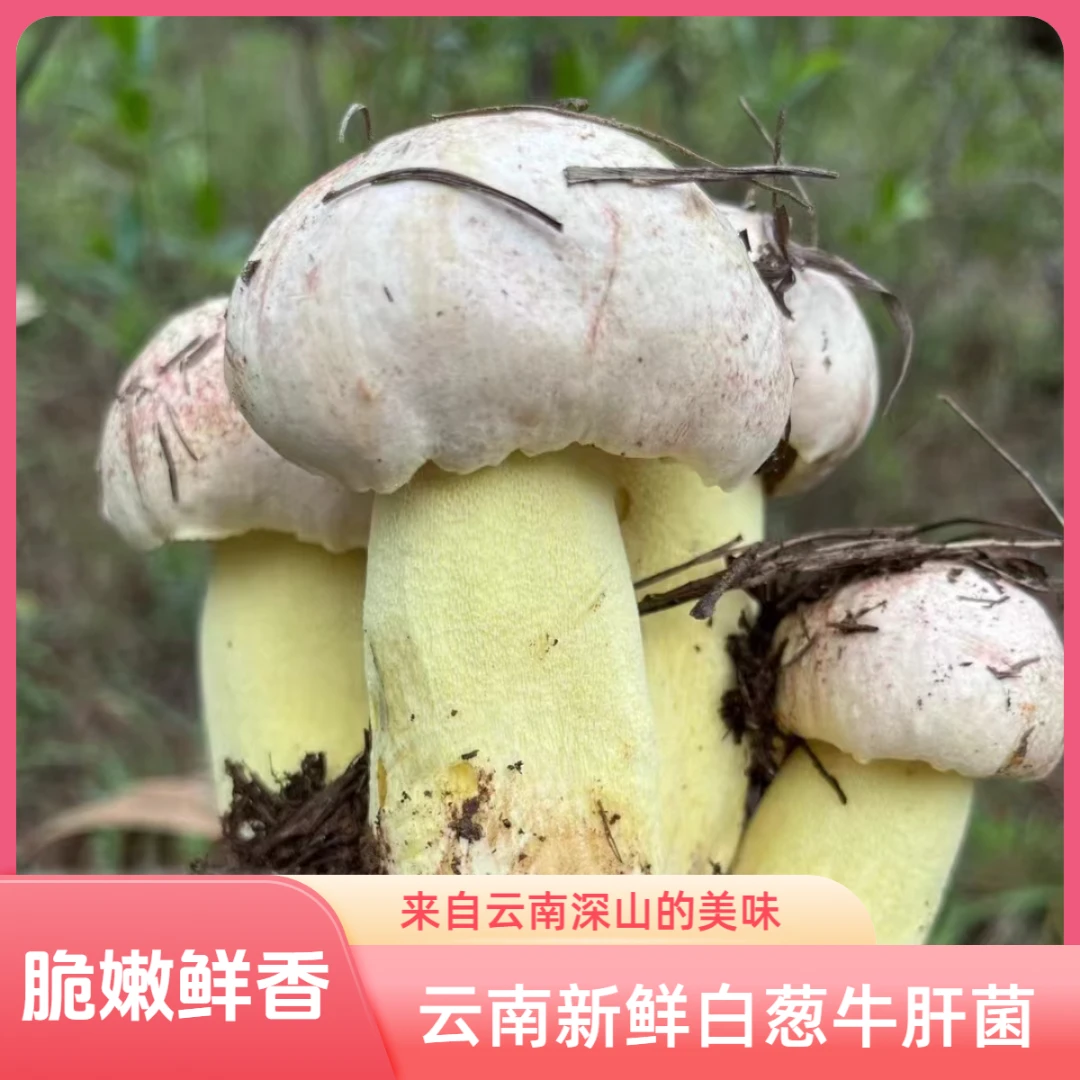 云南新鲜野生白葱牛肝菌白见手青白葱菌美味山珍食用野生菌营养