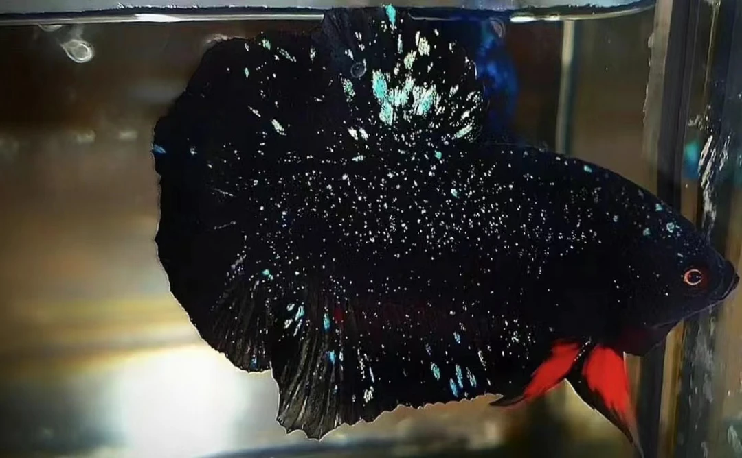 泰国进口精品斗鱼