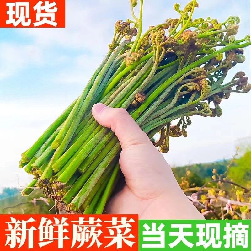 贵州现摘新鲜蕨菜野生时令应季蔬菜拳头菜猫爪菜野菜蕨苔包邮发货