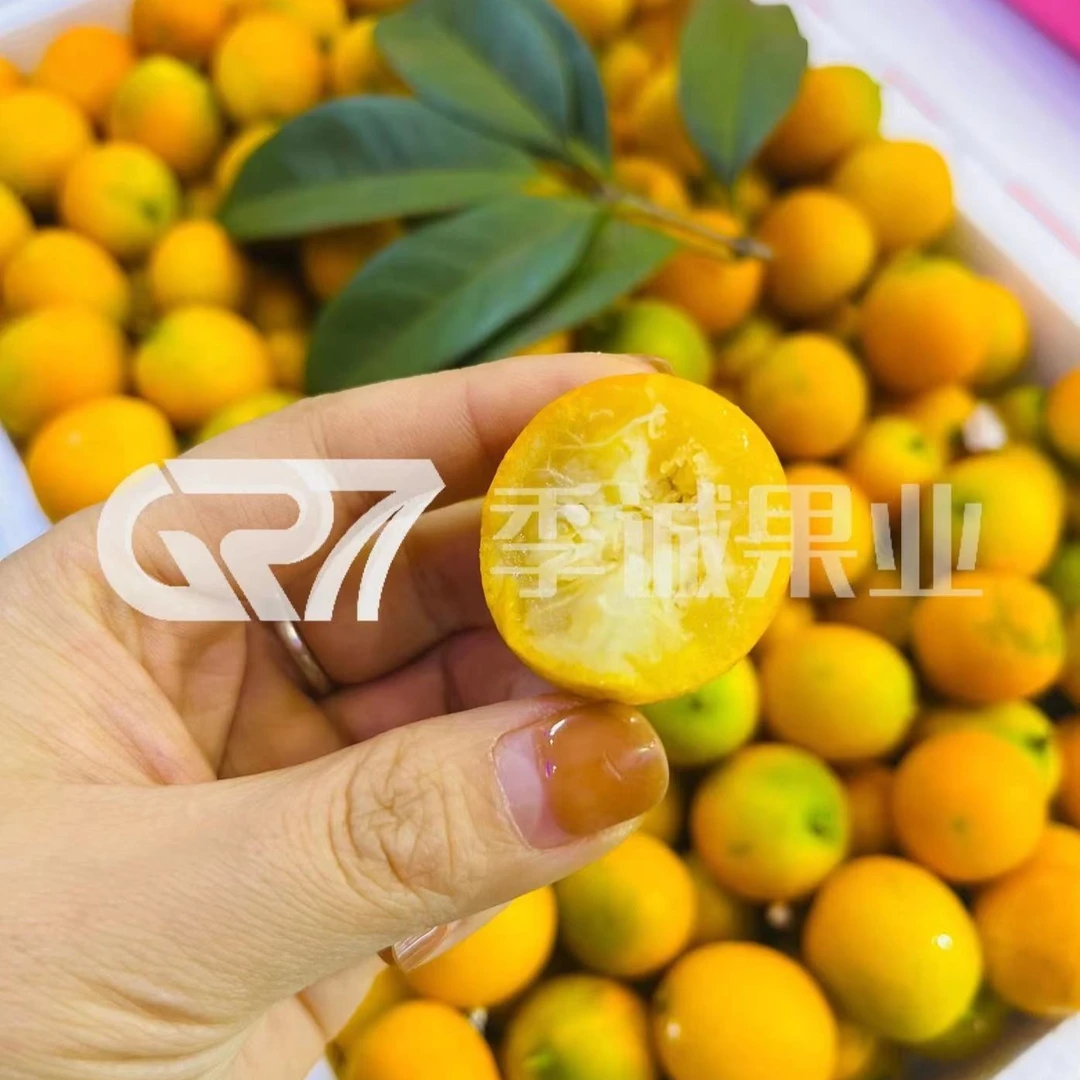 广西金桔（约500g）