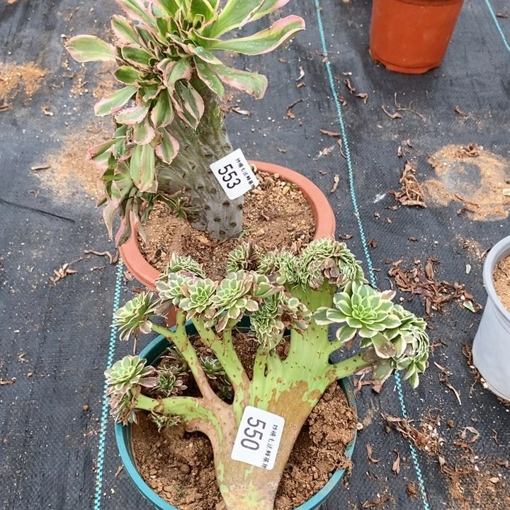 王*燕多肉553，550。