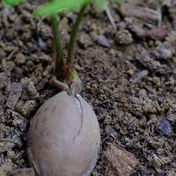 铁树盆栽植物一本多头铁树室内外四季可种