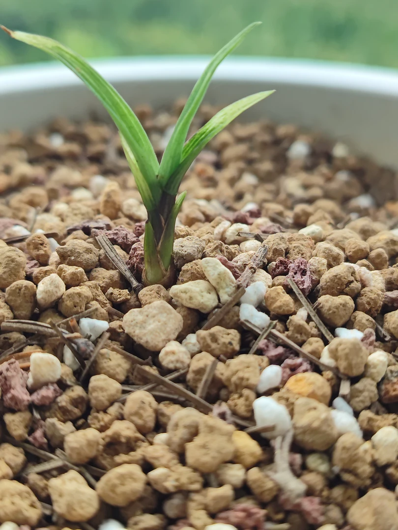 春兰水晶艺带红甲