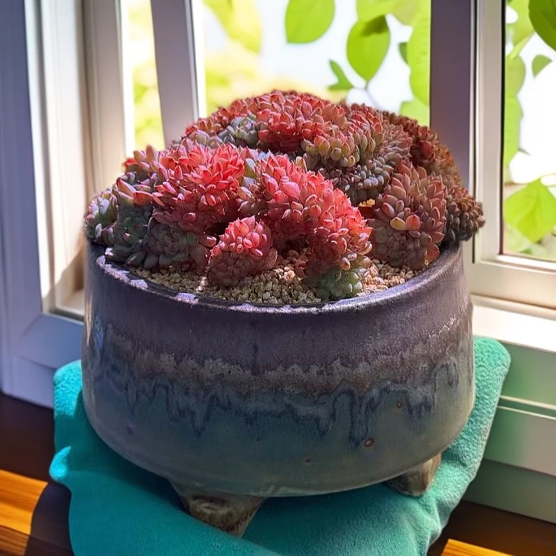 景德镇粗陶小号森系钵钵陶瓷花盆透气复古百搭控型控养多肉植物盆