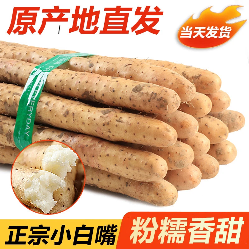 蠡县正宗小白嘴山药