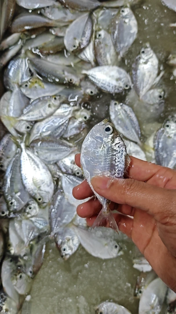 广东湛江 新鲜海捕金钱花鱼 5斤 顺丰发货