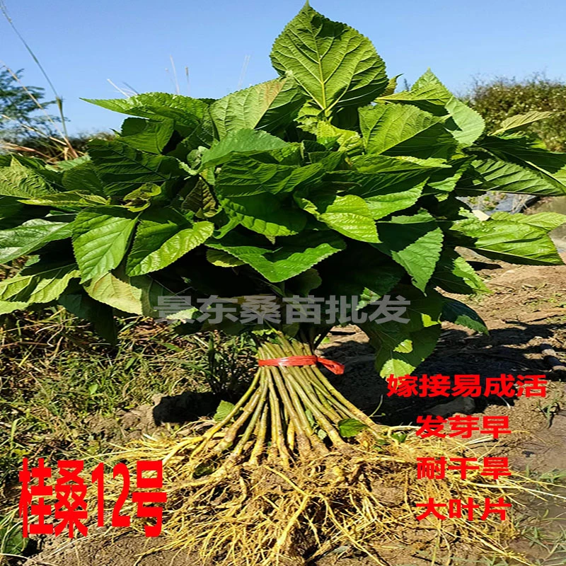 桂桑12号养蚕桑树苗良种大叶桑苗木耐干旱发芽早实生苗嫁接专用桑