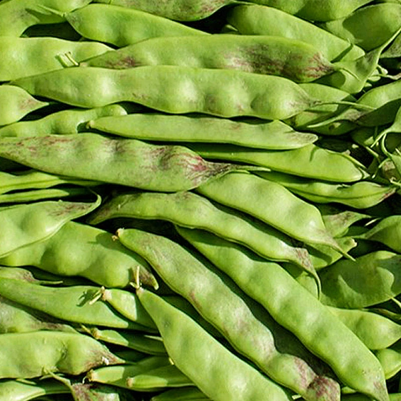 【罗凤魁专属】东北油豆角5斤一点红绿油豆角现摘现发开锅烂包邮