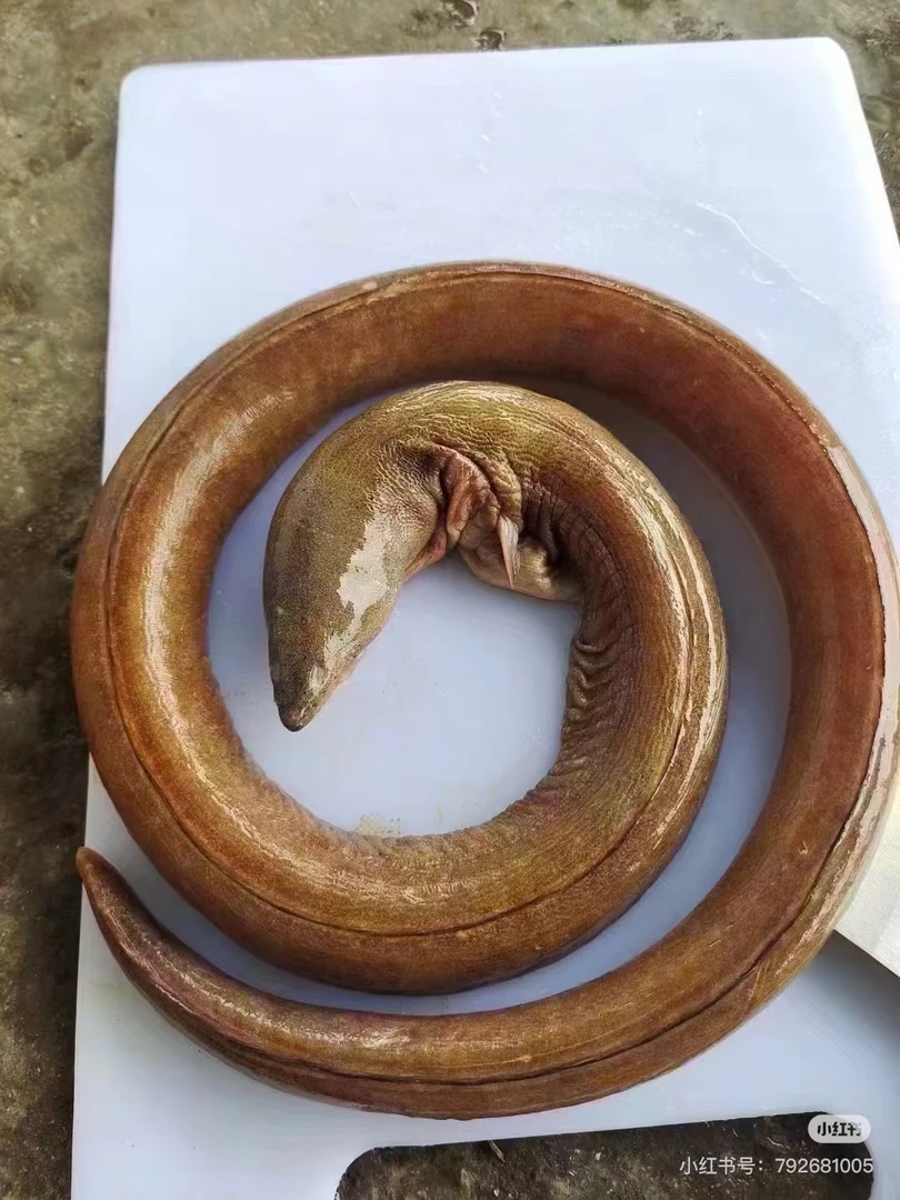 【福建土龙】东山岛野生海捕土龙2-5斤 秋冬进补 土龙炖汤 新鲜海鲜