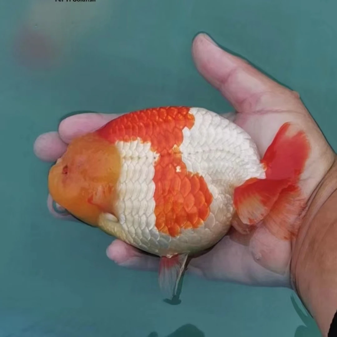 阿芳水族兰寿金鱼