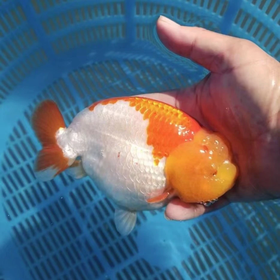阿芳水族兰寿金鱼