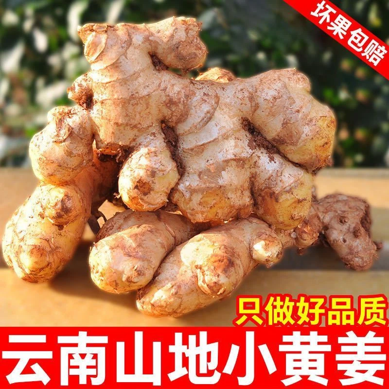 【现挖现发】云南小黄姜新鲜生姜批发老姜月子姜新姜特级土姜整箱