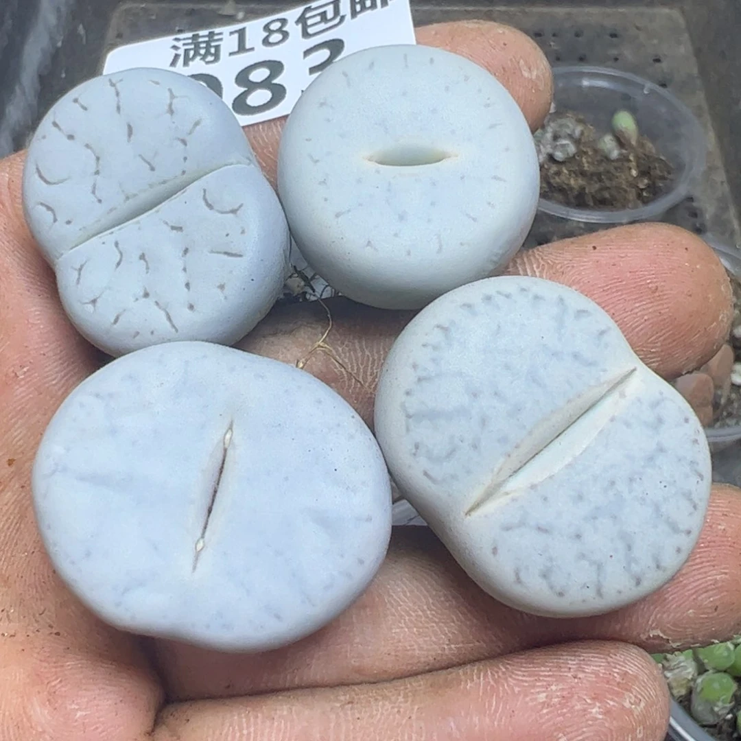 【闪购商品】 983。