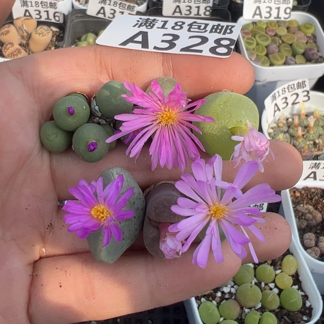 【闪购商品】328。