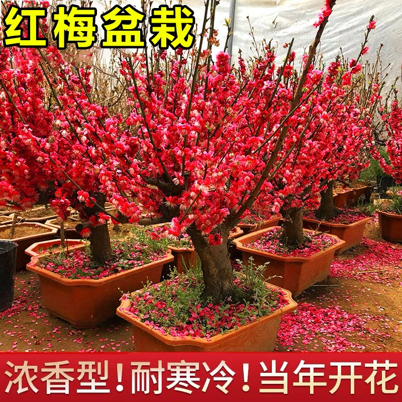 红梅花卉造型老桩骨里红盆景腊梅花树苗阳台庭院浓香耐寒花卉植物
