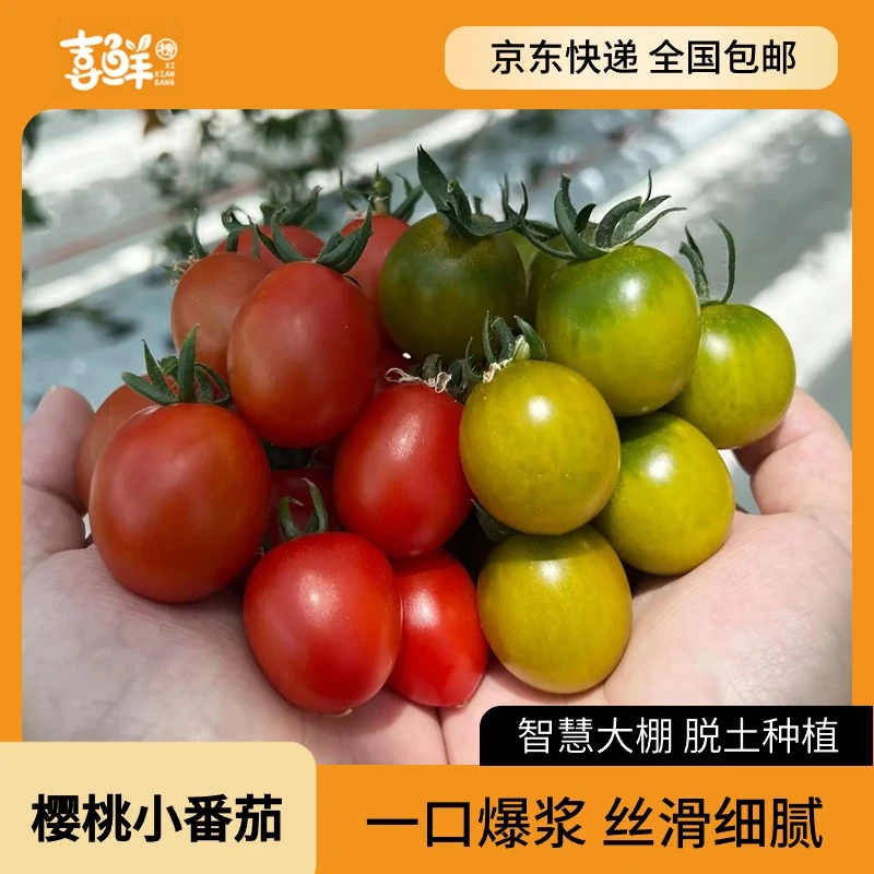 喜鲜榜【小番茄】当日采摘绿蜜珠小番茄小西红柿现摘现发艳玉生态