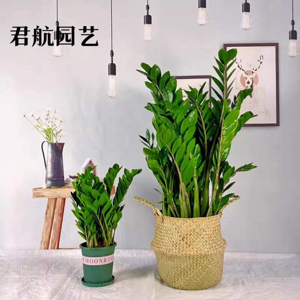 金钱树盆栽室内植物客厅钱串子净化空气办公室桌面绿植发财树好养