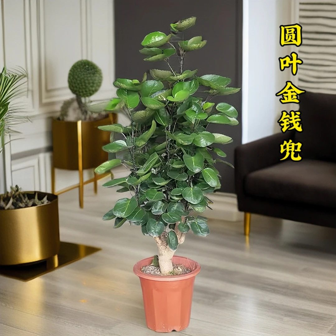 高档老桩金钱兜圆叶福禄桐盆栽室内绿植客厅盆景金钱树钱多多花卉