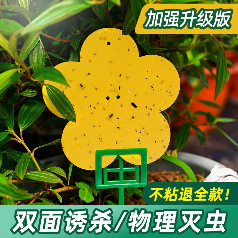 小黄板花型盆栽粘虫板家用小黑飞粘虫板双面防水诱粘蝇球果蝇果园