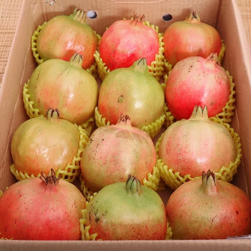 四川会理突尼斯软籽石榴5斤当季新鲜水果产地直发石榴软籽石榴