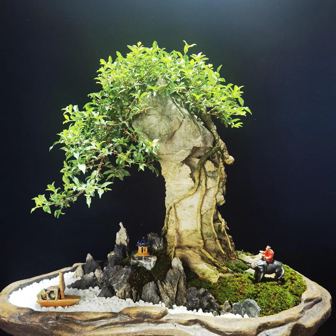 809一999精品盆景一物一拍， 请选择 相对应的价格下单