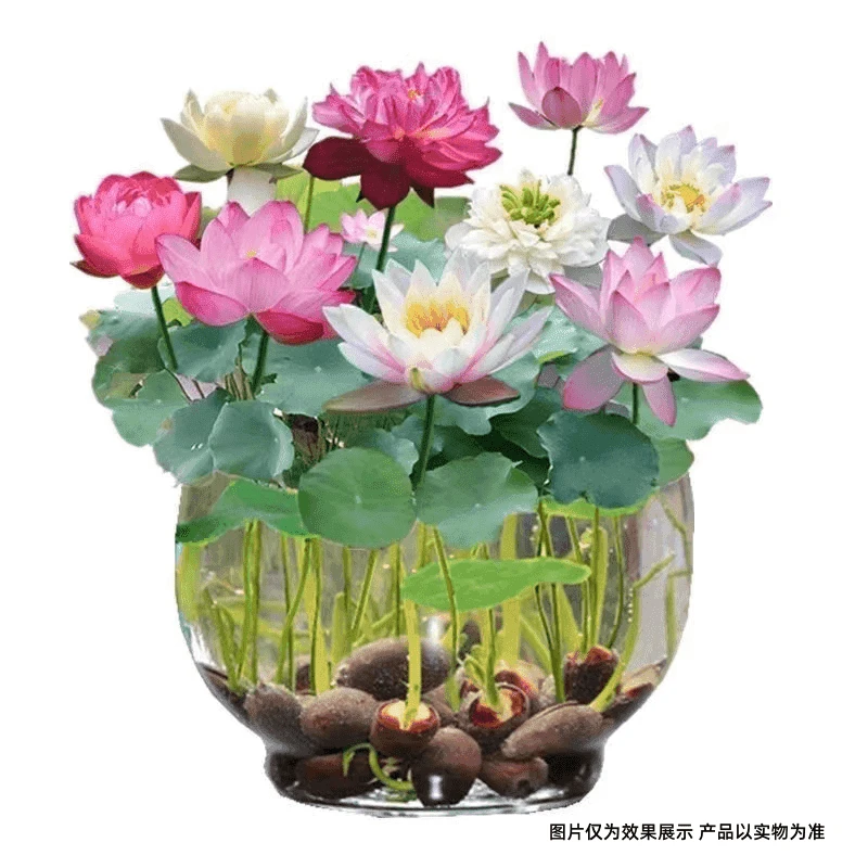 【水培莲花种子】盆栽水培莲花四季开花水养土培懒人种植生长养殖快