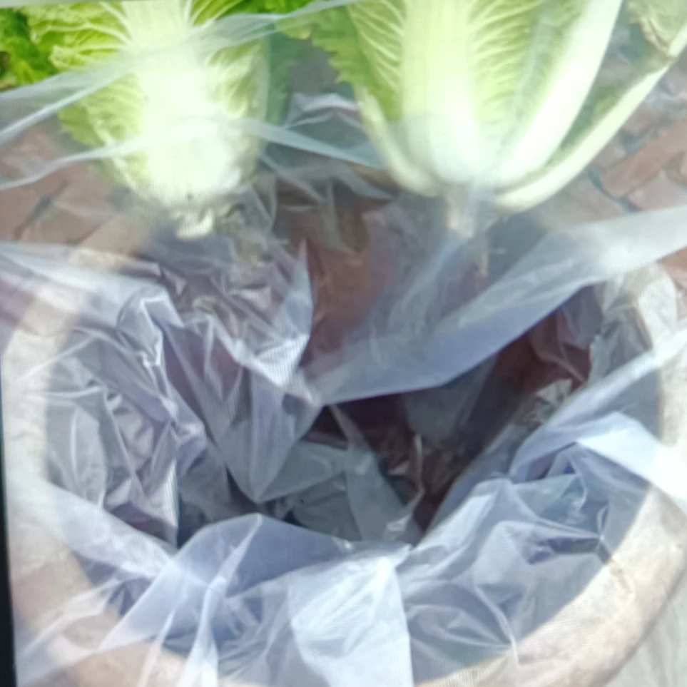 酸菜布
