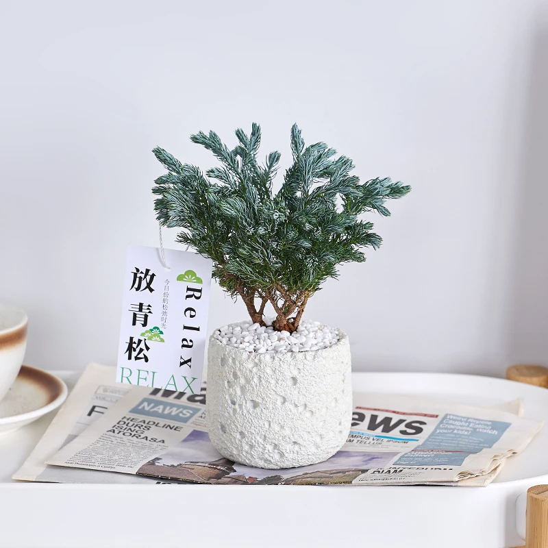 放青松蓝松雪松盆栽客厅办公室桌面绿植小盆景净化空气禁止焦虑