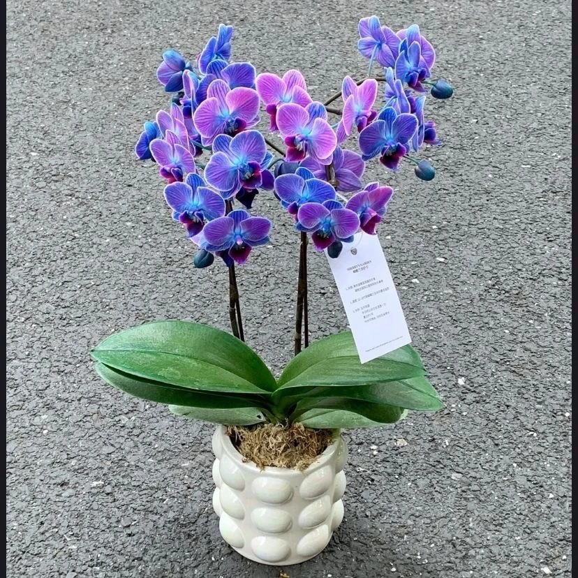 新款蝴蝶兰苗室内高档盆栽室吸除甲醛客厅防辐射四季好养绿植盆景