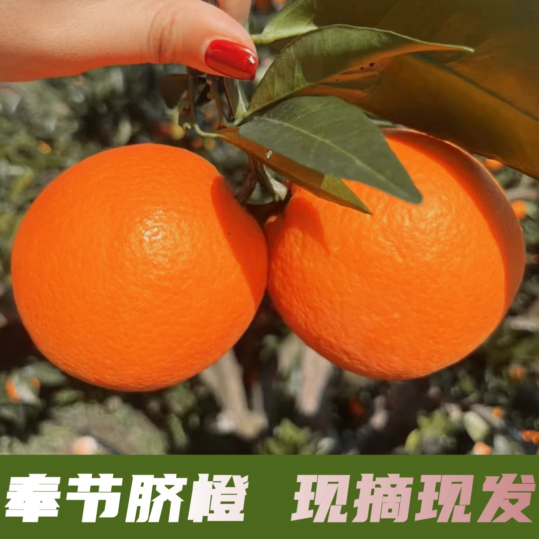 亲老树果新鲜采摘重庆奉节伦晚春橙酸甜爆汁5-20产地直发包邮