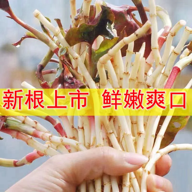 湖北现挖鱼腥草折耳根节节根带叶凉拌蔬菜土特产蔬菜下饭菜