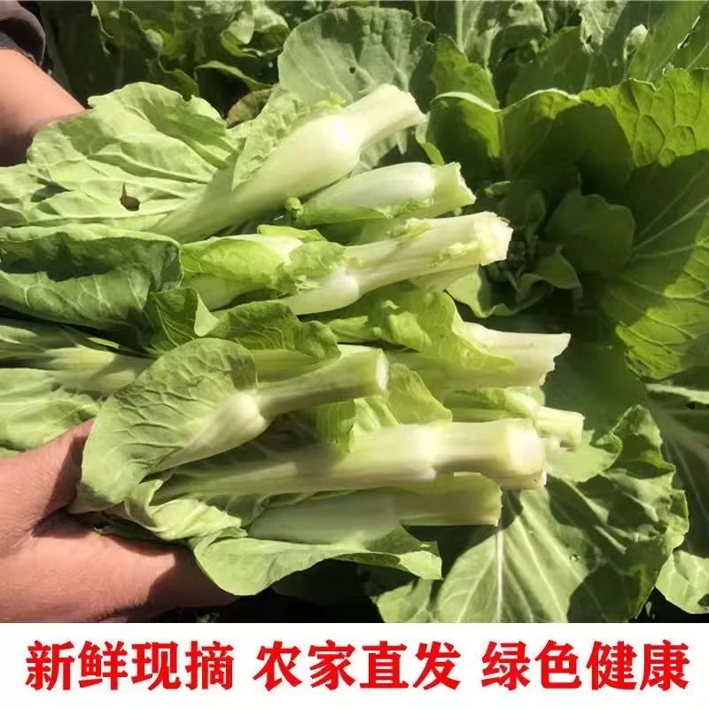 湖北现摘新鲜白菜苔农家自种绿色带叶蔬菜应季时令青菜菜心