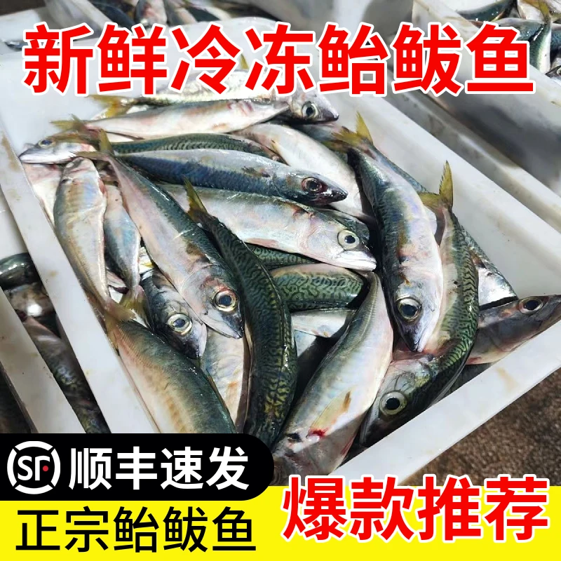台鲅鱼青占鱼鲐鲅鱼青花鱼山东日照四斤顺丰包邮