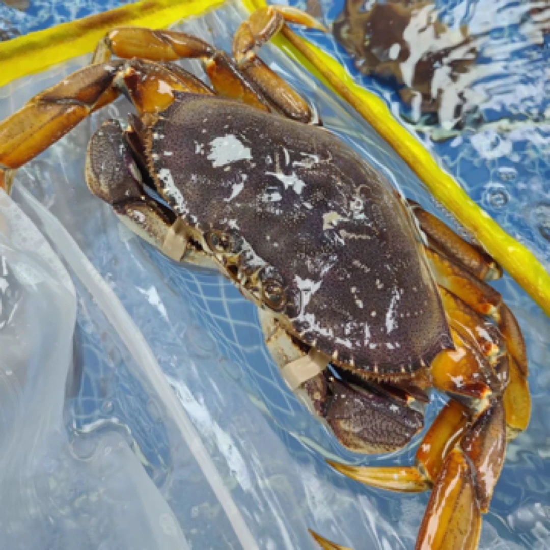 珍宝蟹螃蟹1000g-1200g蟹同城配送