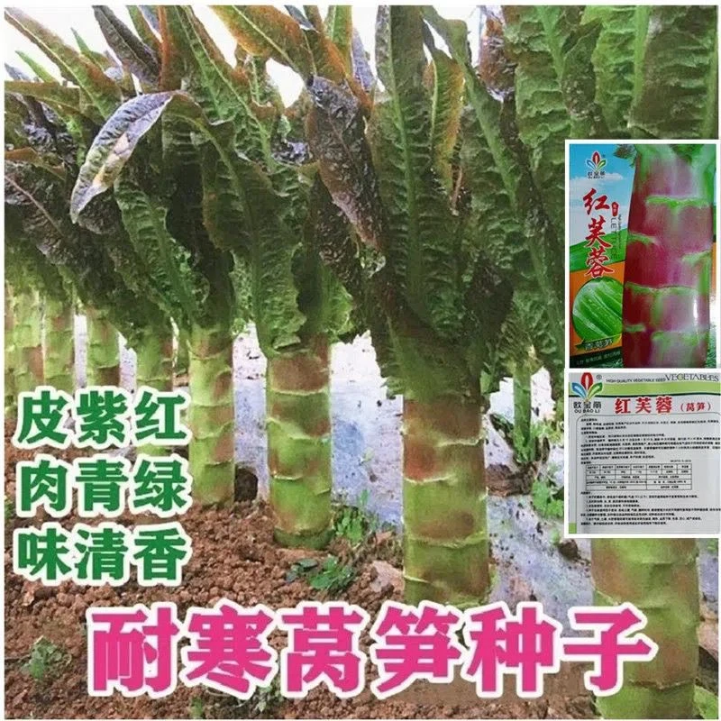 【不发芽包赔】好莴笋种子红芙蓉香莴笋种子耐热耐寒香莴苣种籽