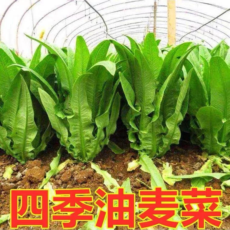 经典油麦菜种子清香无斑油麦菜菜籽四季播种阳台