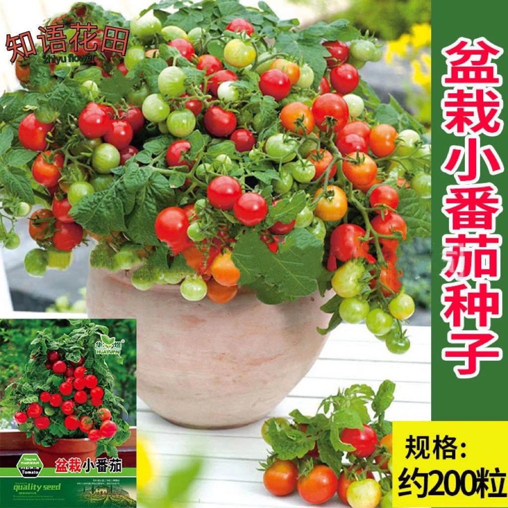 矮生盆栽番茄种子室内四季阳台种植西红柿圣女果花盆