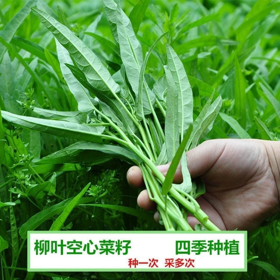 【新品浮力】四季种植柳叶空心菜种籽四季播阳台春夏季尖叶空心菜