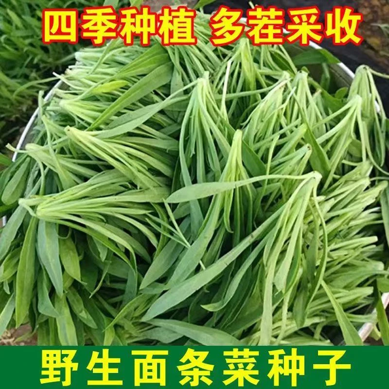 【新品推荐】野生面条菜种子四季播农家新鲜野菜面条菜当季野种子