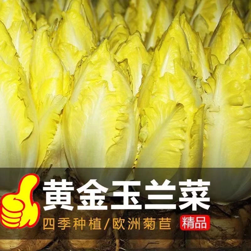 【新品推荐】秋冬金玉兰菜种子菊苣菜欧洲王子菜营养软化菊种子