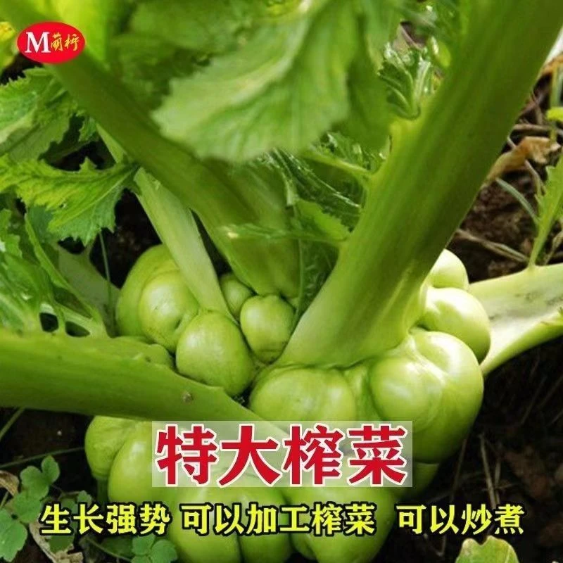 【秋播】涪陵榨菜种子四川大头菜榨菜头青菜头芥菜夏种子