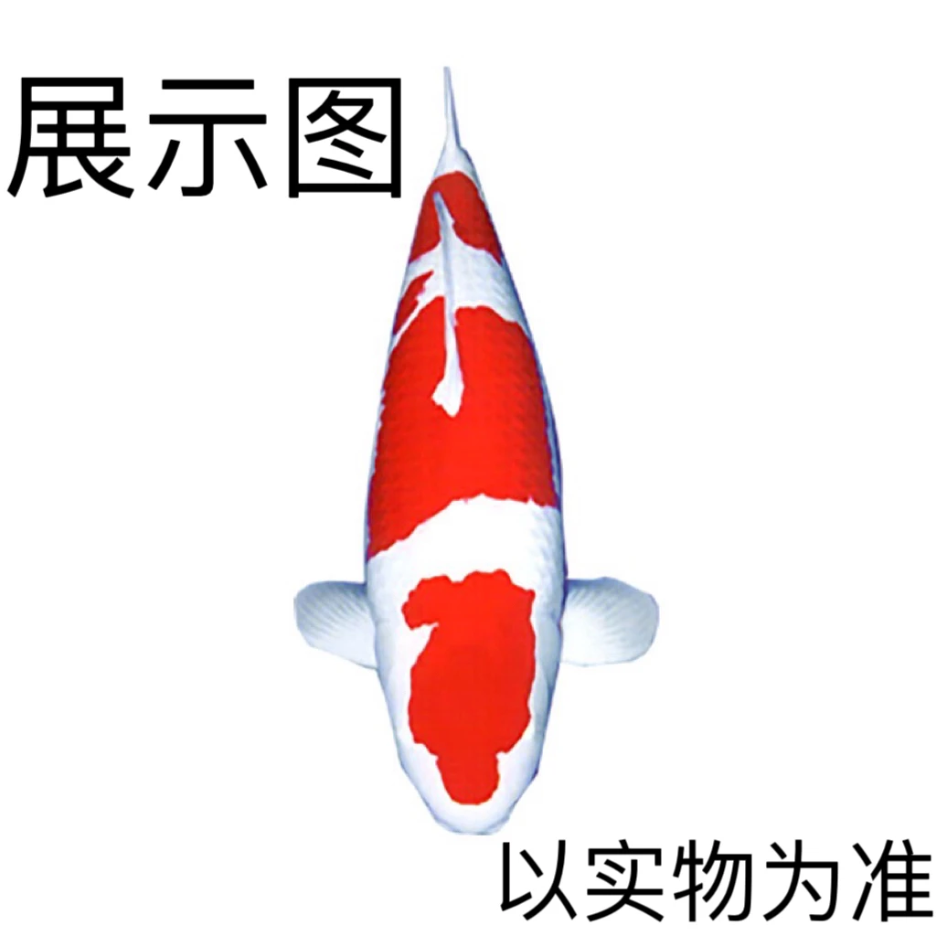 财源锦鲤观赏鱼