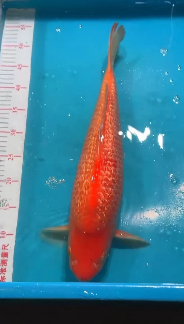 【闪购商品】锦鲤鲤科类不分公母49红介子