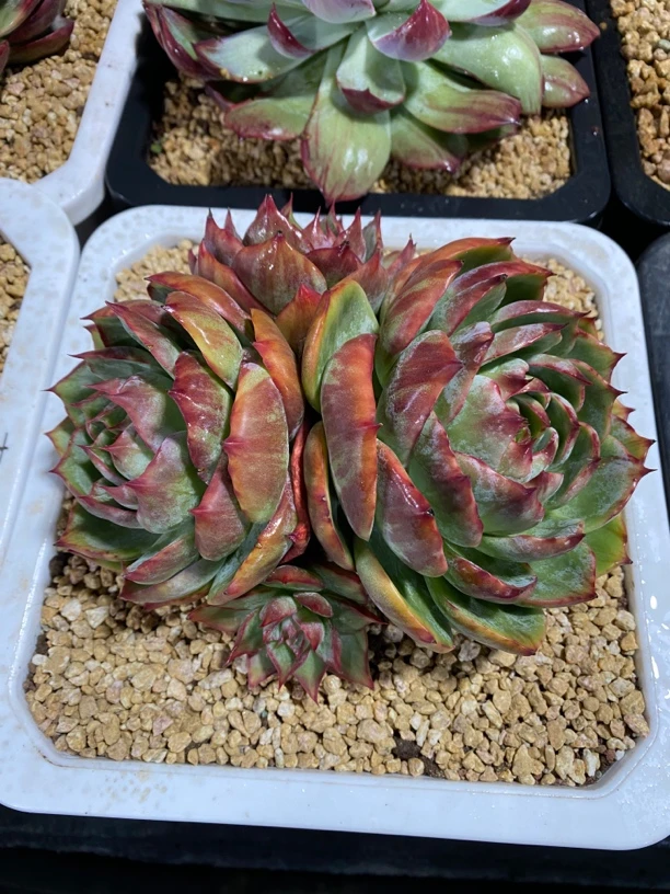 精品美肉一物一拍，所见即所得