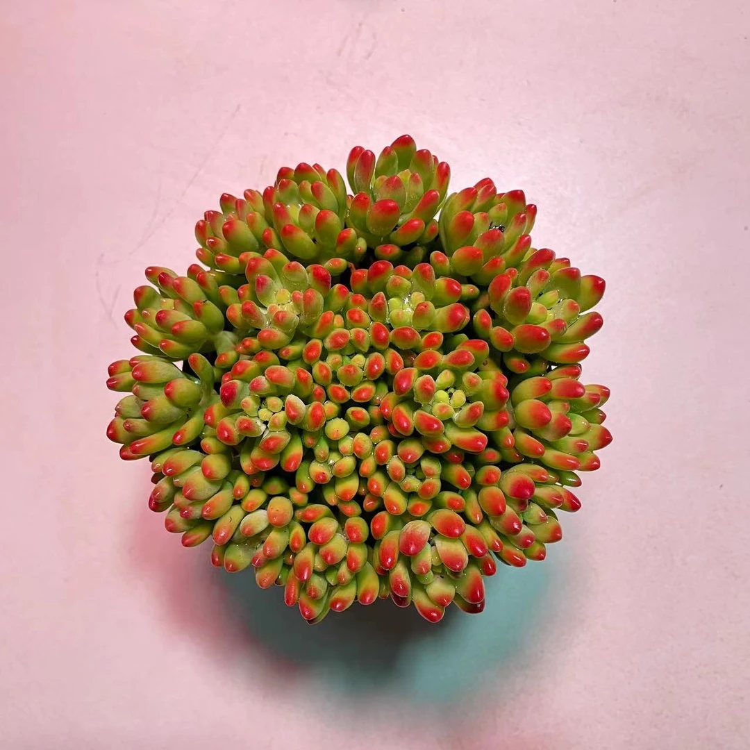 香味春萌多肉植物