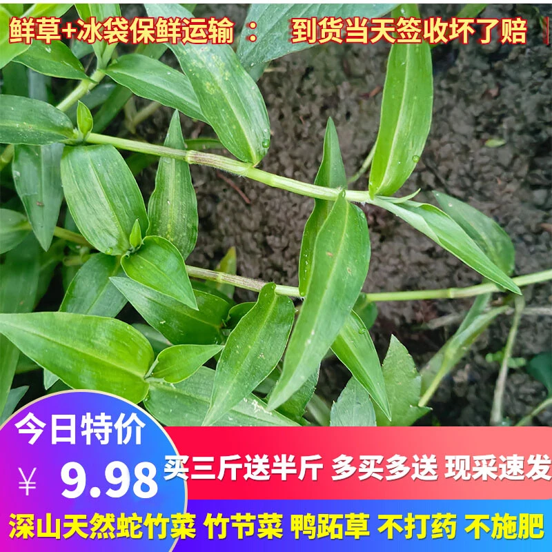 新鲜鸭跖草竹叶草水竹菜现采鸭拓草竹叶菜水竹菜